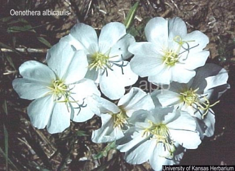 eveningprimrose, prairie